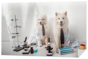 Naukowcy psy w płaszcze laboratorium 