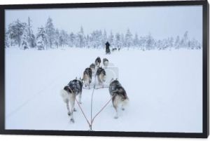 Widok z tyłu psów husky ciągnąc sanki w Arctic Finlandia