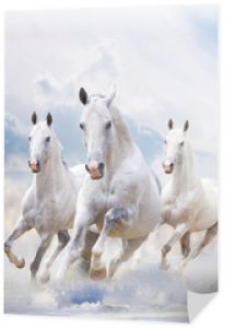 białe konie w kurzu
