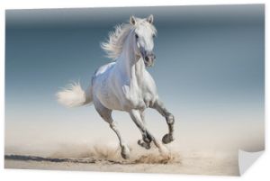 Biały koń biegnie galop