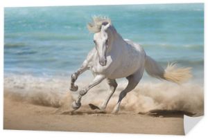 Piękny koń biegnie wzdłuż brzegu morza