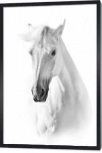 Biały koń z bliska portret na białym tle