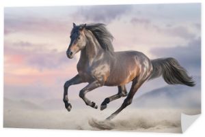 Gniady koń biega galopem w pustynnym piasku