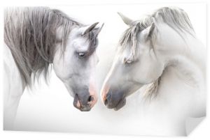 Dwa szary portret para koń na białym tle. Wysoki kluczowy obraz