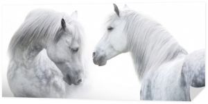 Dwa portret białego konia na białym tle. Wysoki kluczowy obraz