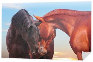 dwa komunikujące się konie z zachodem słońca z tyłu