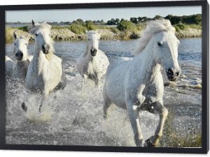 Stado białych koni Bieganie i pluskanie w wodzie
