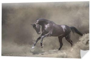 Czarny Akhalteke, koń galopujący w burzy piaskowej
