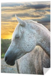 głowa rasowego konia arabskiego o zachodzie słońca