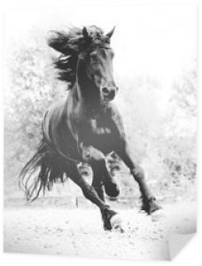 Koń fryzyjski czarno-biały