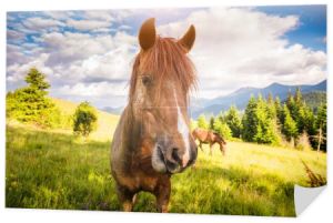 Brudne konie pasą się na pastwisku oświetlonym słońcem. Malownicza i piękna scena. Miejsce pobytu Karpaty, Ukraina, Europa. Świat piękna.