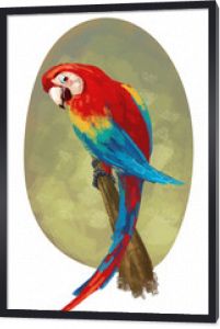 papuga domowa ptak