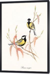 Two little yellow and black cute birds on a single thin branch with buds and flowers. Old detailed floreal illustration of Great Tit (Parus major). By John Gould publ. In London 1862 - 1873