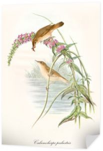 Dwa małe słodkie ptaki odżywiające się roślinnością wodną ze stawem w tle. Stara kolorowa i szczegółowa ilustracja wodniczka (Acrocephalus palustris). John Gould, 1862 - 1873