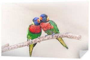 Grupa para dwóch ślicznych kolorowych małych papug Lorikeet całuje. Piękne dzikie zwierzęta tropikalne ptaki siedzące na gałęzi drzewa. Piękno przyrody przyrody.