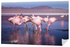 Grupa różowych flamingów w kolorowej wodzie Laguna Colorada, popularnego przystanku na trasie Roadtrip do Uyuni Salf Flat w Boliwii