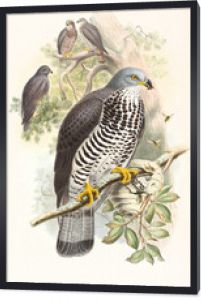 Pojedynczy kolorowy jastrząb na ptaku z innymi egzemplarzami w otaczającej roślinności. Stary szczegółowa ilustracja Europejskiego Myszołów (Pernis apivorus). John Gould wyd. W Londynie 1862 - 1873