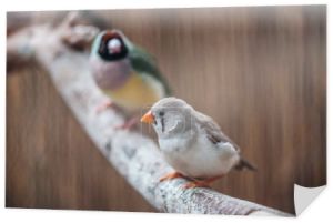 selektywne skupienie kolorowych ptaków na gałęzi drewnianej