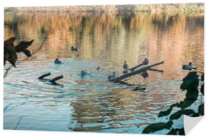 Selektywny fokus, dzikich kaczek, pływanie w jeziorze 
