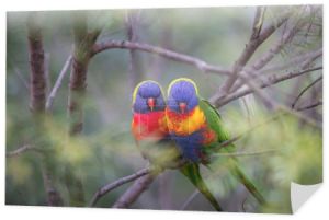 dwa ptaki miłości piękne lorikeet, siedzący na gałęzi z tłem nieostrość
