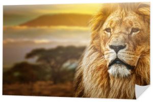 Portret lwa na tle sawanny i Kilimandżaro