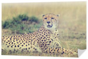 Gepard. Afryka, Kenia