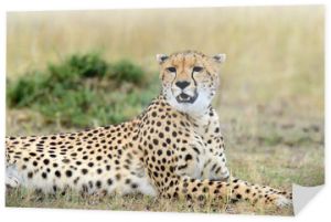 Gepard. Afryka, Kenia