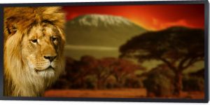 Portret lwa na Kilimandżaro o zachodzie słońca