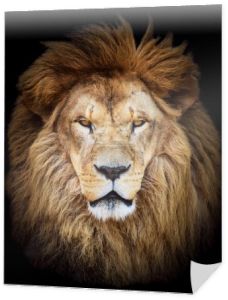 portret ogromny piękny mężczyzna lwa afrykańskiego przeciwko backg czarny