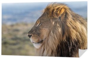 widok profilu król lew dzikich
