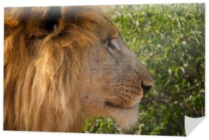 African Lions during safari game drive in Kruger National park South Africa. close up of Lions looking into camera