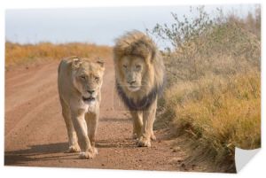 Lwy Kruger National Park