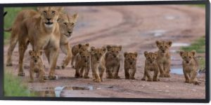 Lwice z cubs, Afryka. obraz przyrody. 