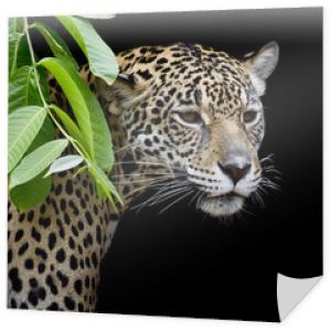 Portret Jaguara