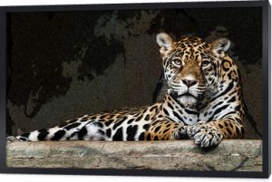 Leopard Leopard na skale, ilustracja