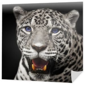 Zbliżenie lampart jaguar patrząc w kamerę.