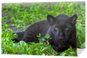 Czarny Jaguar Młody