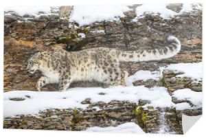 Snow Leopard na klifie