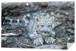 słodkie kotek z Snow Leopard kot, Irbis
