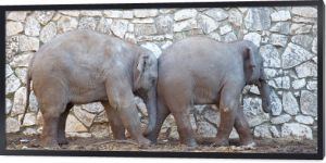 Słonie indyjskie