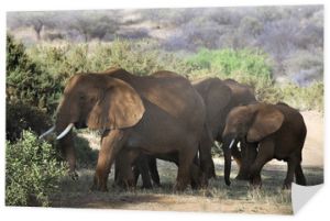 Słoń afrykański (Loxodonta africana) w Masai Mara, Kenia