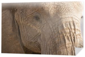 Portret słonia afrykańskiego