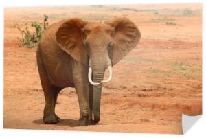 Słoń na sawannie w Afryce