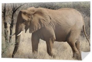 Słoń afrykański (Loxodonta africana) w parku Samburu