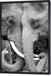 Czarno-białe zdjęcie z bliska dwa słonie są czułe.
