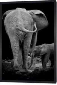 Dwa słonie z tyłu