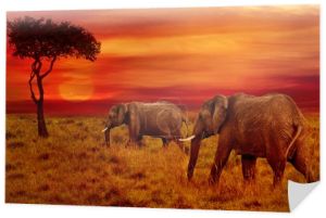 Słonie na tle zachodu słońca