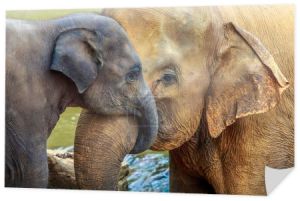 Słoń i słoń dziecko
