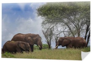 grupa słoni stojących w pobliżu drzew w sawannie 