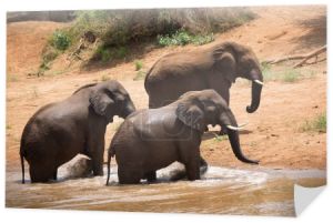 Słonie afrykańskie w rzece